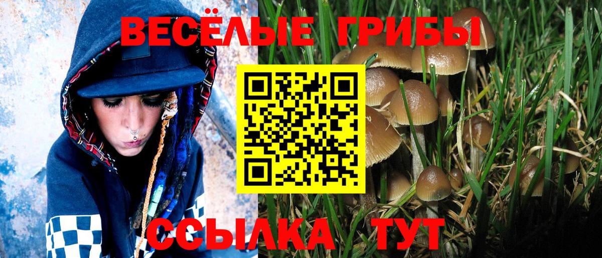 Псилоцибиновые грибы Psilocybe  наркошоп  Вход с VPN  Орехово-Зуево  Псилоцибиновые грибы прущие грибы 